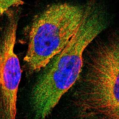 Immunocytochemistry/ Immunofluorescence: TSC22D2 Antibody [NBP1-81491]