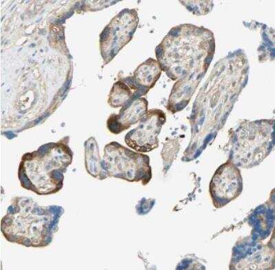 Immunohistochemistry-Paraffin: TSC22D2 Antibody [NBP1-81491]