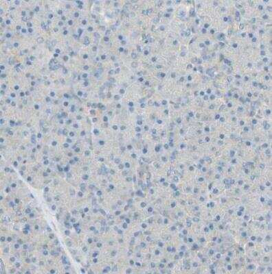 Immunohistochemistry-Paraffin: TSC22D2 Antibody [NBP1-81491]
