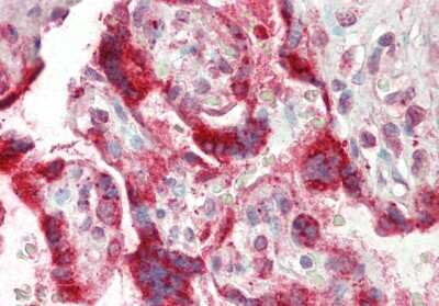 Immunohistochemistry-Paraffin: TSC22D2 Antibody [NBP2-88499]