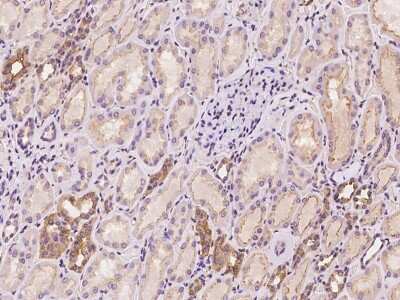 Immunohistochemistry-Paraffin: TSC22D2 Antibody [NBP2-98553]