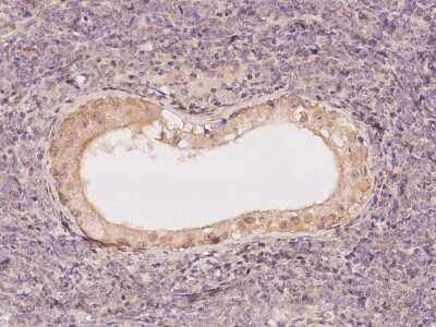 Immunohistochemistry-Paraffin: TSC22D2 Antibody [NBP2-98553]