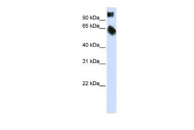 Western Blot: TSC22D2 Antibody [NBP2-88498]