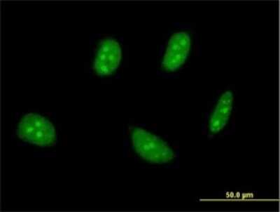 Immunocytochemistry/ Immunofluorescence: TSC22D4 Antibody (1A4) [H00081628-M01]