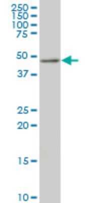 Western Blot: TSC22D4 Antibody (1C12) [H00081628-M08]