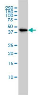 Western Blot: TSC22D4 Antibody (3C5) [H00081628-M06]