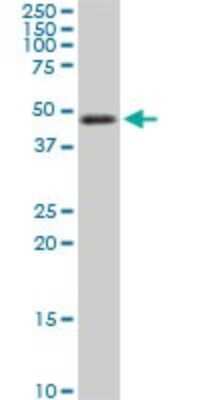 Western Blot: TSC22D4 Antibody (4G7) [H00081628-M07]