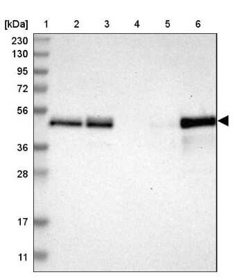 Western Blot: TSC22D4 Antibody [NBP1-80688]