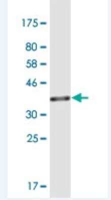 Western Blot: TSFM Antibody (3G10) [H00010102-M01]