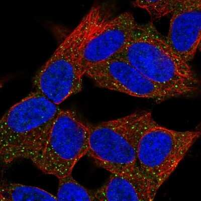 Immunocytochemistry/ Immunofluorescence: TSG-9 Antibody [NBP2-13495]