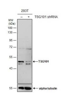 Knockdown Validated: TSG101 Antibody (4A10) [NB200-112]