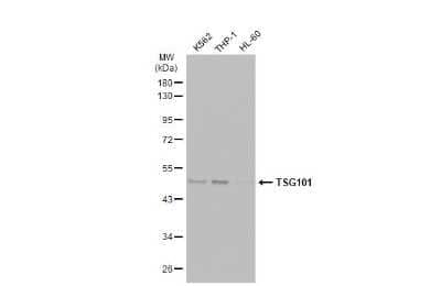 Western Blot: TSG101 Antibody (4A10-RB) [NBP3-13656]