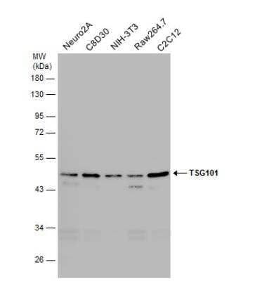 Western Blot: TSG101 Antibody (4A10) [NB200-112]