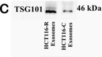 Western Blot: TSG101 Antibody (4A10) [NB200-112]
