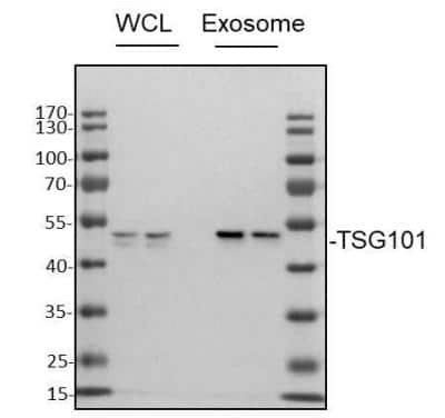 Western Blot: TSG101 Antibody (4A10) [NB200-112]