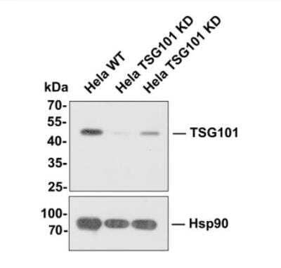 Knockdown Validated: TSG101 Antibody (JJ0900) [NBP2-67884]