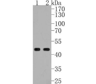 Western Blot: TSG101 Antibody (JJ0900) [NBP2-67884]