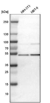 Western Blot: TSG101 Antibody [NBP1-80659]