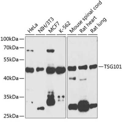 Western Blot: TSG101 AntibodyAzide and BSA Free [NBP2-94900]