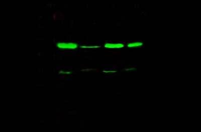 Western Blot: TSG101 Antibody [NBP2-98994]