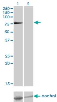 Western Blot: TSGA10 Antibody (6E8) [H00080705-M08]