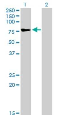 Western Blot: TSGA10 Antibody (6E8) [H00080705-M08]