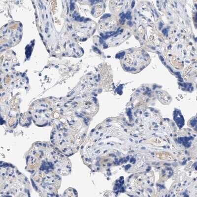 Immunohistochemistry-Paraffin: TSGA2 Antibody [NBP1-89839]