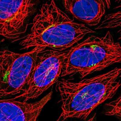 Immunocytochemistry/ Immunofluorescence: TSHZ2 Antibody [NBP1-88303]