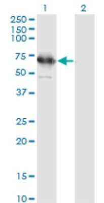 Western Blot: TSKS Antibody (2E9) [H00060385-M01]