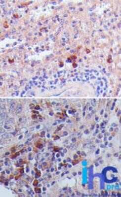 Immunohistochemistry-Paraffin: TSLP Antibody (55N1D10) - Azide and BSA Free [NBP2-80999]