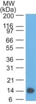 Western Blot: TSLP Antibody (55N1E3)Azide and BSA Free [NBP2-80997]