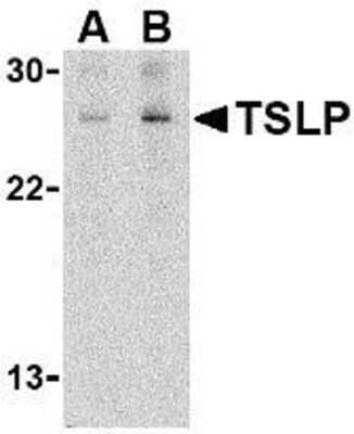 Western Blot: TSLP AntibodyBSA Free [NB110-55233]