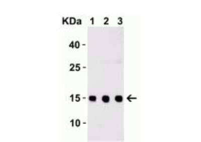 Western Blot: TSLP AntibodyBSA Free [NB110-55233]