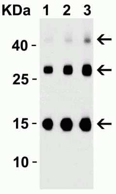 Western Blot: TSLP AntibodyBSA Free [NB110-55234]