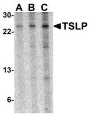 Western Blot: TSLP AntibodyBSA Free [NBP1-76754]