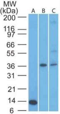 Western Blot: TSLPR/CRLF2 Antibody (59N5G4)Azide and BSA Free [NBP2-81000]