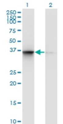 Western Blot: TSNAXIP1 Antibody (1D6) [H00055815-M02]