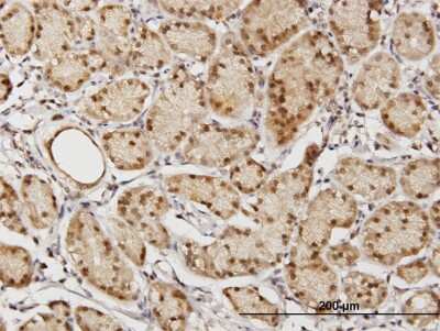 Immunohistochemistry-Paraffin: TSNAXIP1 Antibody [H00055815-B01P]