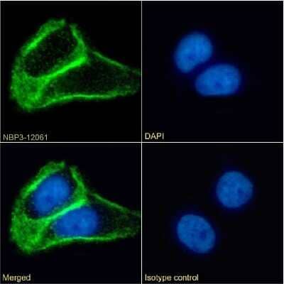 Immunocytochemistry/ Immunofluorescence: TSPAN1 Antibody (4/12) - Chimeric - Azide and BSA Free [NBP3-12061]