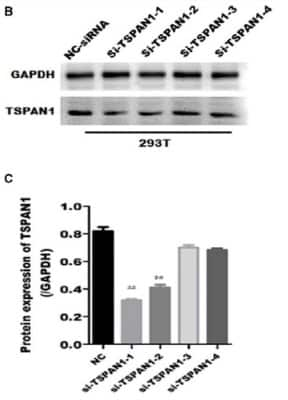 Knockdown Validated: TSPAN1 Antibody [NBP2-33867]