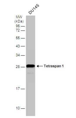 Western Blot: TSPAN1 Antibody [NBP1-30931]