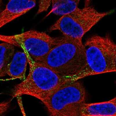 Immunocytochemistry/ Immunofluorescence: TSPAN11 Antibody [NBP2-57481]