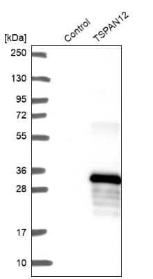 Western Blot: TSPAN12 Antibody [NBP2-49278]