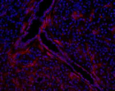 Immunocytochemistry/ Immunofluorescence: TSPAN13 Antibody [NBP1-81001]
