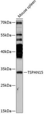 Western Blot: TSPAN15 AntibodyAzide and BSA Free [NBP2-93454]