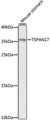 Western Blot: TSPAN17 AntibodyAzide and BSA Free [NBP2-94756]