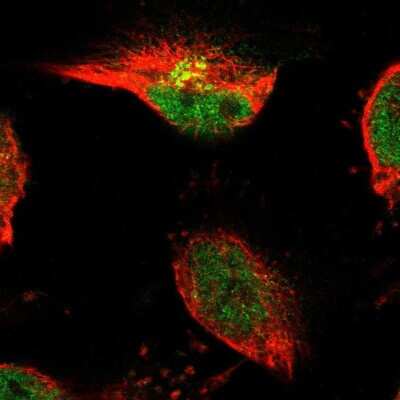 Immunocytochemistry/ Immunofluorescence: TSPAN3 Antibody [NBP1-80677]