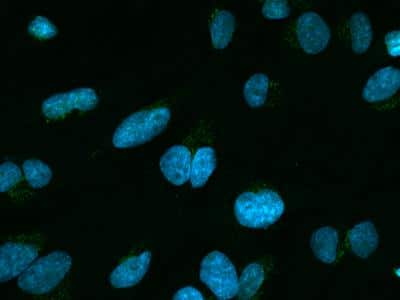 Immunocytochemistry/ Immunofluorescence: TSPAN3 Antibody [NBP3-14797]