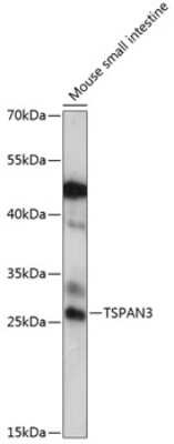 Western Blot: TSPAN3 AntibodyAzide and BSA Free [NBP2-93911]