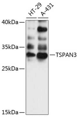 Western Blot: TSPAN3 AntibodyAzide and BSA Free [NBP3-04386]